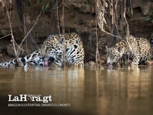 Video capta a dos majestuosos jaguares mientras beben agua en la selva petenera