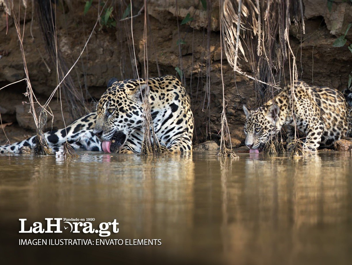 Video capta a dos majestuosos jaguares mientras beben agua en la selva petenera
