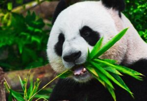 ¿Por qué los pandas al ser carnívoros comen solo bambú?