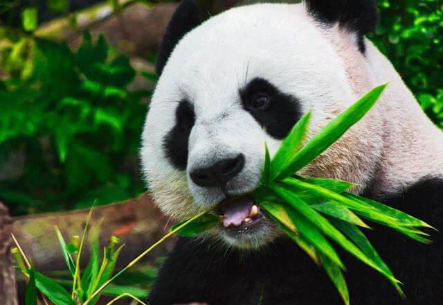 ¿Por qué los pandas al ser carnívoros comen solo bambú?