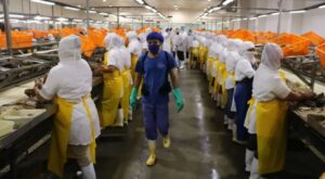 trabajadores en empresa de vegetales