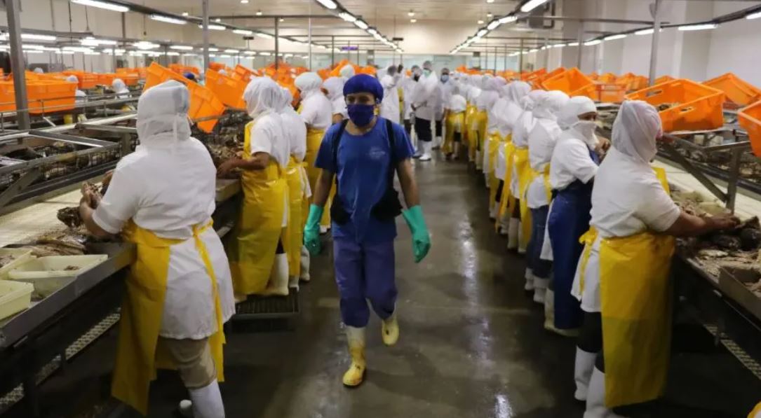 trabajadores en empresa de vegetales