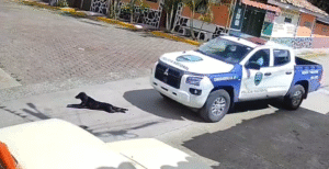 Perro atropellado Francisco Morazan Honduras Policía Nacional