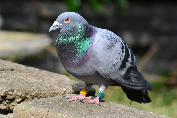 ¿Cómo se orientan las palomas mensajeras?