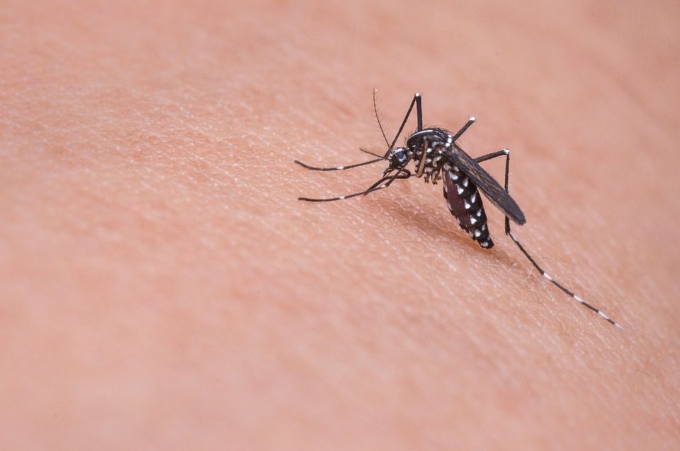 ¿Cuál es el olor favorito de los mosquitos?