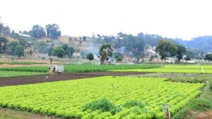 El descenso de la temperatura podría afectar cultivos en el occidente del país, por lo que el MAGA emite varias recomendaciones. Foto La Hora: MAGA
