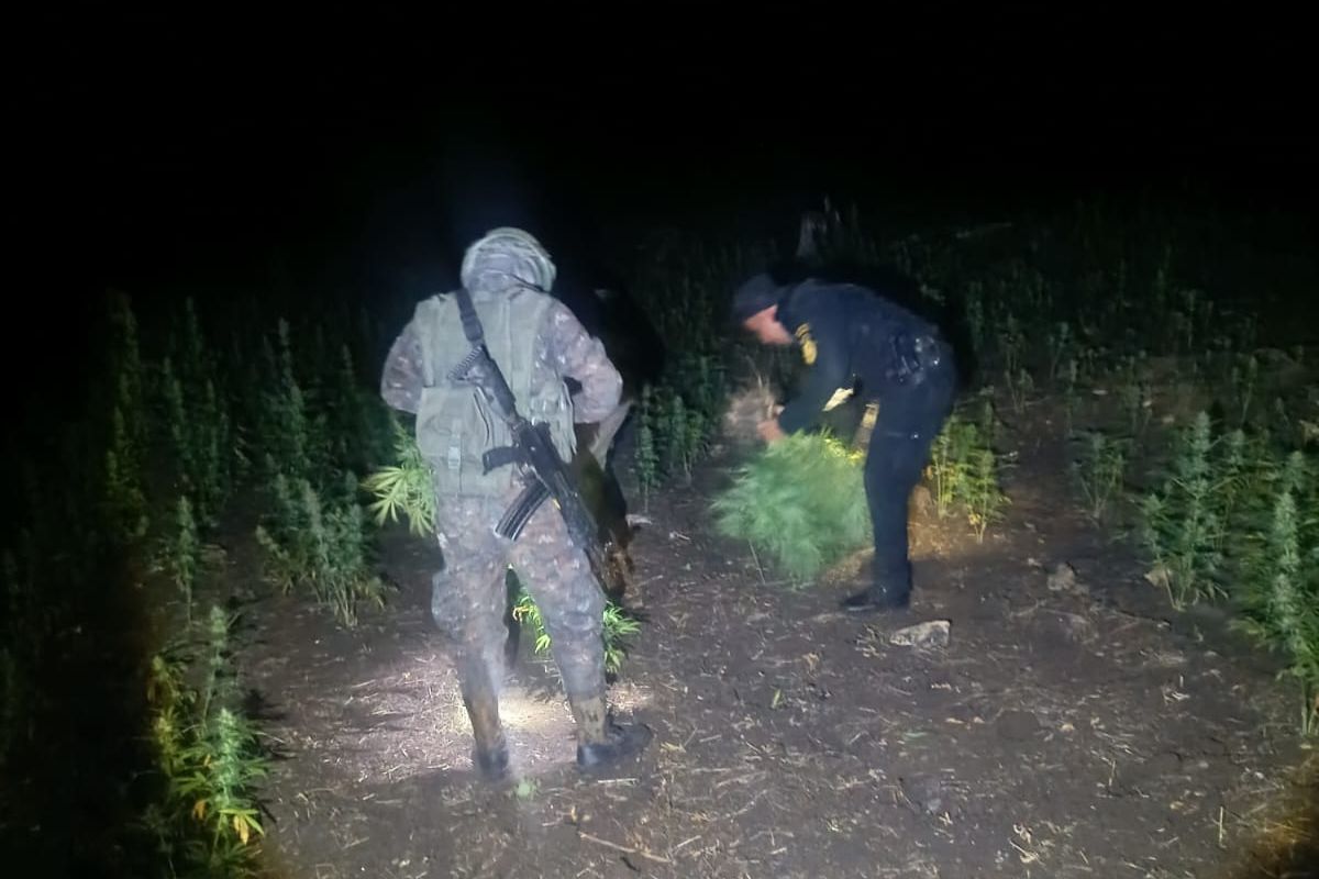 Operativo de erradicación de matas de marihuana en Petén. Foto La Hora: PNC