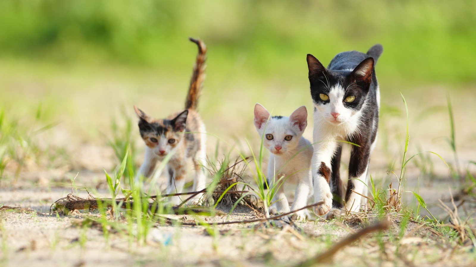 ¿Qué son los gatos ferales y por qué es importante limitar su reproducción?